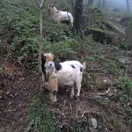 Hotel Montallegro 2*