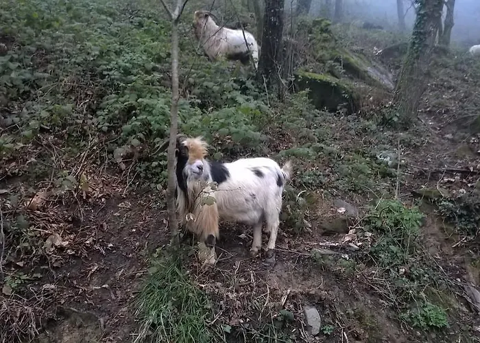 Hotel Montallegro 2*